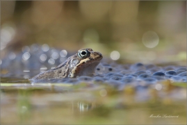 <p>SKOKAN HNĚDÝ (Rana temporaria) ---- /Common frofg - Grasfrosch/</p>